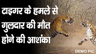 टाइगर के हमले से गुलदार की मौत होने की आशंका #bijnor_news #tiger