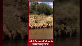 Lion Viral Video: पानी के लिए लाइन में लगे 16 शेर देखिए ये अद्भुत नजारा | Youtube Shorts