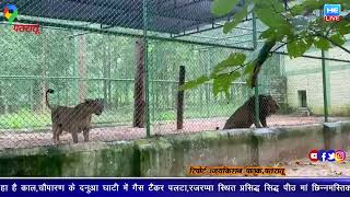 पीवीयूएन, पतरातू ने भगवान बिरसा जैविक उद्यान से दो एशियाई शेरों को गोद लिया (October 3, 2022)