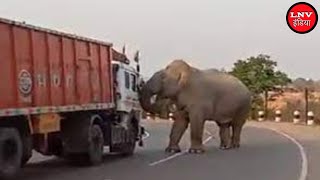 ट्रक की चपेट में आने से हाथी गंभीर घायल, वहीँ महावत समेत एक अन्य घायल - Azamgarh