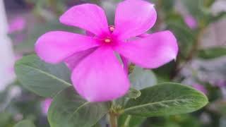 Natural beauty of Pirali sundori flower