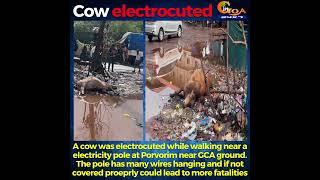 #Sad- A cow was electrocuted while walking near a electricity pole at Porvorim near GCA ground.