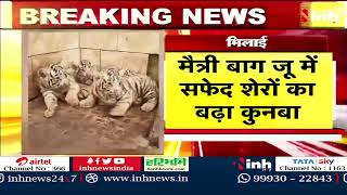 White Tiger: Bhilai Maitri Bagh Zoo में सफेद शेरों का बढ़ा कुनबा | 3 नन्हे शावकों की तस्वीर आई सामने