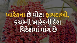 ખારેકના છે મોટા ફાયદાઓ, કચ્છની ખારેકની દેશ વિદેશમાં માંગ છે