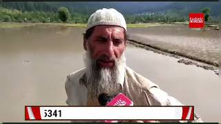 Most of Rice Fields Now Shrinking Rapidly in Kashmir.