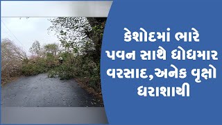 કેશોદમાં ભારે પવન સાથે ધોધમાર વરસાદ, અનેક વૃક્ષો ધરાશાયી