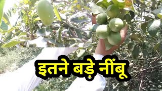 केमिल वाले जहरीले फल व सब्जियों से बचे, जैविक खेती करे organic farming, aa news, delhi news,dilli