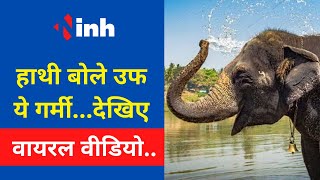 Elephant Viral Video: हाथी बोले उफ ये गर्मी...| तालाब में गजराज की मस्ती | देखिए वायरल वीडियो...