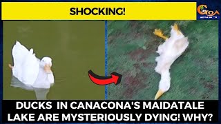 Ducks  in Canacona's Maidatale lake are mysteriously dying! Why?