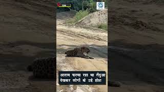 leopard/Haroli /Govind Godham Gaushala