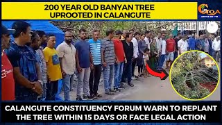 200 year old banyan tree uprooted in Calangute. CCFwarn to replant the tree within 15 days