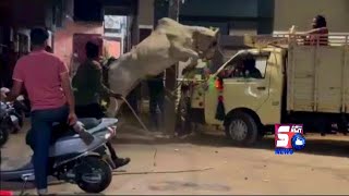 Qurbani Ka Janwar Hua Bekhaabo | Bakrid Se Pehelay Hyderabad Ki Ye Video | SACH NEWS |
