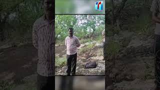 తిరుమలలో బోనులో చిక్కిన చిరుత | Leapord Attacks Boy In Tirumala | Top Telugu TV