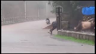 #Watch- Bull fight at Nageshi-Ponda in heavy rains! ????