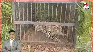 Cheetah Ko Pakad Kar Kiya Gaya Zoo Ke Hawale | SACH NEWS |