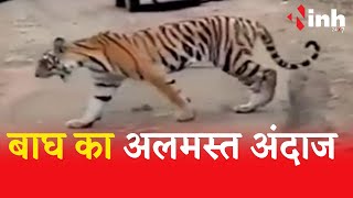 Panna Tiger Reserve : मंत्री बृजेन्द्र प्रताप सिंह ने किया बाघों का दीदार...