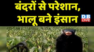 बंदरों से परेशान, भालू बने इंसान | किसानों ने प्रशासन पर लगाया आरोप | Lakhimpur Kheri News | #dblive
