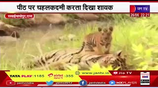 Sawai Madhopur Ranthambore National Park | बाघिन के शावकों की अठखेलियां,  पीठ पर चहल कदमी करता दिखा