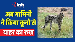 Cheetah Project in MP: पवन के बाद Gamini Cheetah निकली कूनो पार्क से बाहर