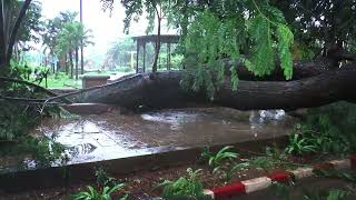 Massive tree falls on Miramar-Donapaula road. Both lanes of traffic blocked