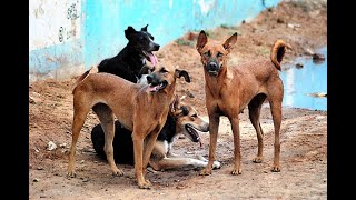 Stray dog menace spread panic among locals in Mapusa
