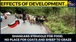 Effects of development...Dhangars struggle for food, no place for goats and sheep to graze
