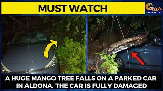 #MustWatch- A huge mango tree falls on a parked car in Aldona. The car is fully damaged