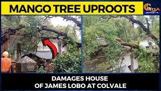 Mango tree uproots- Damages house of James Lobo at Colvale