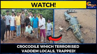 Crocodile which terrorised Vaddem locals, trapped!