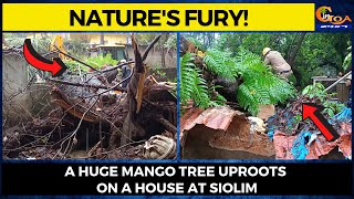 Nature's Fury! A huge mango tree uproots on a house at Siolim