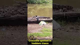 Crocodile spotted at Vaddem-Vasco! Don't miss out the cat curiously watching the reptile
