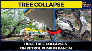 Tree collapse- Huge tree collapses on Petrol pump in Panjim