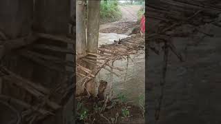 नरसिंहपुर: लकड़ी से जुगाड़ का पुल बनाकर नाला पार कर रहे ग्रामीण । viral video । madhya prades news