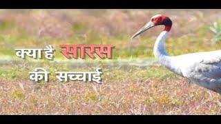सारस की कहानी KKD NEWS पर | Saras Ka Video | Saras Ki News Today | Arif Aur Saras Ki Dosti