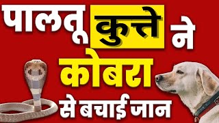 पालतू कुत्ते ने कोबरा से बचाई जान | News Snake Video | Kushi Nagar Snake News | KKD NEWS