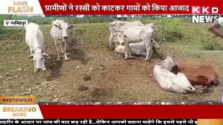 गाय चोरी करने वालो का हुआ पर्दा फास, कई गाय आजाद | Hindi News | KKD NEWS