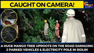 Caught on camera! A huge mango tree uproots on the road in Siolim