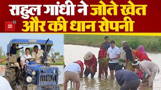 Rahul Gandhi अचानक पहुंचे Sonipat, पहले उन्होंने किसानों के साथ खेत जोते फिर की धान रोपनी