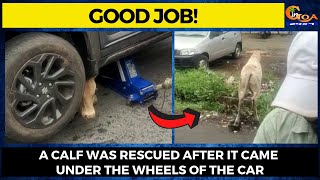 #GoodJob! A calf was rescued after it came under the wheels of the car