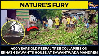Nature's Fury- 400 years old peepal tree collapses on Eknath Sawant's house at Sawantwada Mandrem