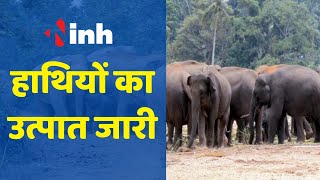 Mainpat Elephant News: हाथियों का उत्पात जारी | घरों को भी पहुंचा रहे नुकसान