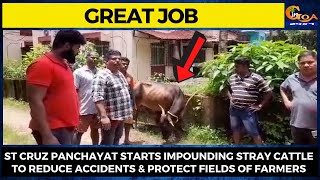 #Greatjob by St Cruz Panchayat: Starts impounding stray cattle.