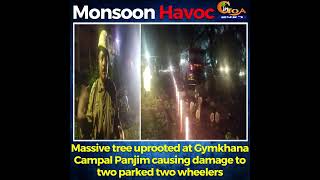 Massive tree uprooted at Gymkhana Campal Panjim causing damage to two parked two wheeler