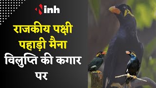 Chhattisgarh की राजकीय पक्षी पहाड़ी मैना विलुप्ति की कगार में, लगे भ्रष्टाचार के आरोप |    Zoo