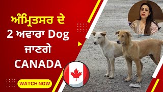 Two stray dogs from Amritsar will go to Canada | Know how dogs can be taken abroad
