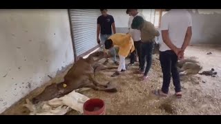भूख के कारण मरणासन अवस्था मे पहुंची गाय कहा गाई Yogi सरकार | KKD NEWS