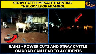 Stray cattle menace haunting the locals of Arambol.