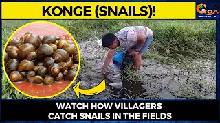 Konge (Snails)! Watch how villagers catch snails in the fields