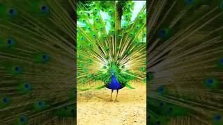Beautiful #peacock ???? மயிலின் அழகு