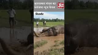 वन से निकलकर एक हाथी धान के खेत दलदल में फंसा।। #viralshorts #viralvideo #news #shorts #shortnews